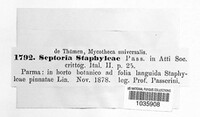 Septoria staphyleae image